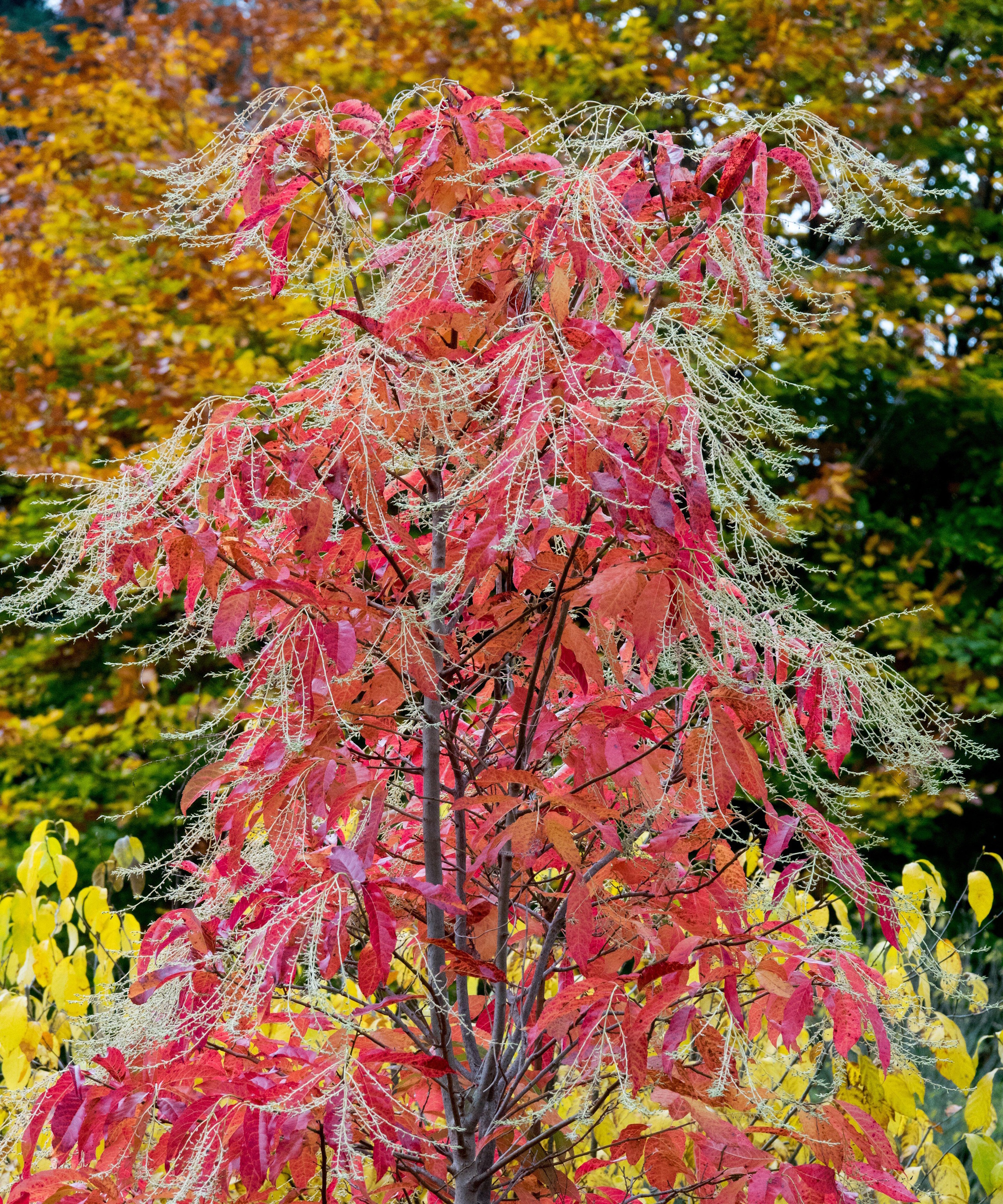 Sorrel Tree, Oxydendrum arboreum, Sourwood