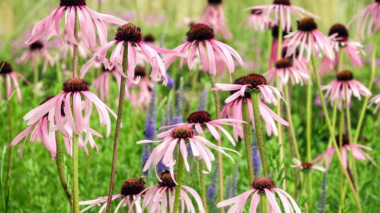 echinacea 