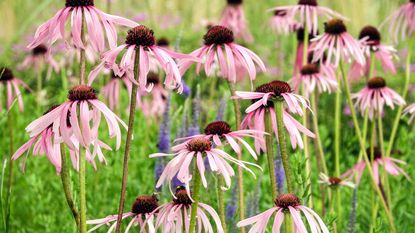 echinacea 