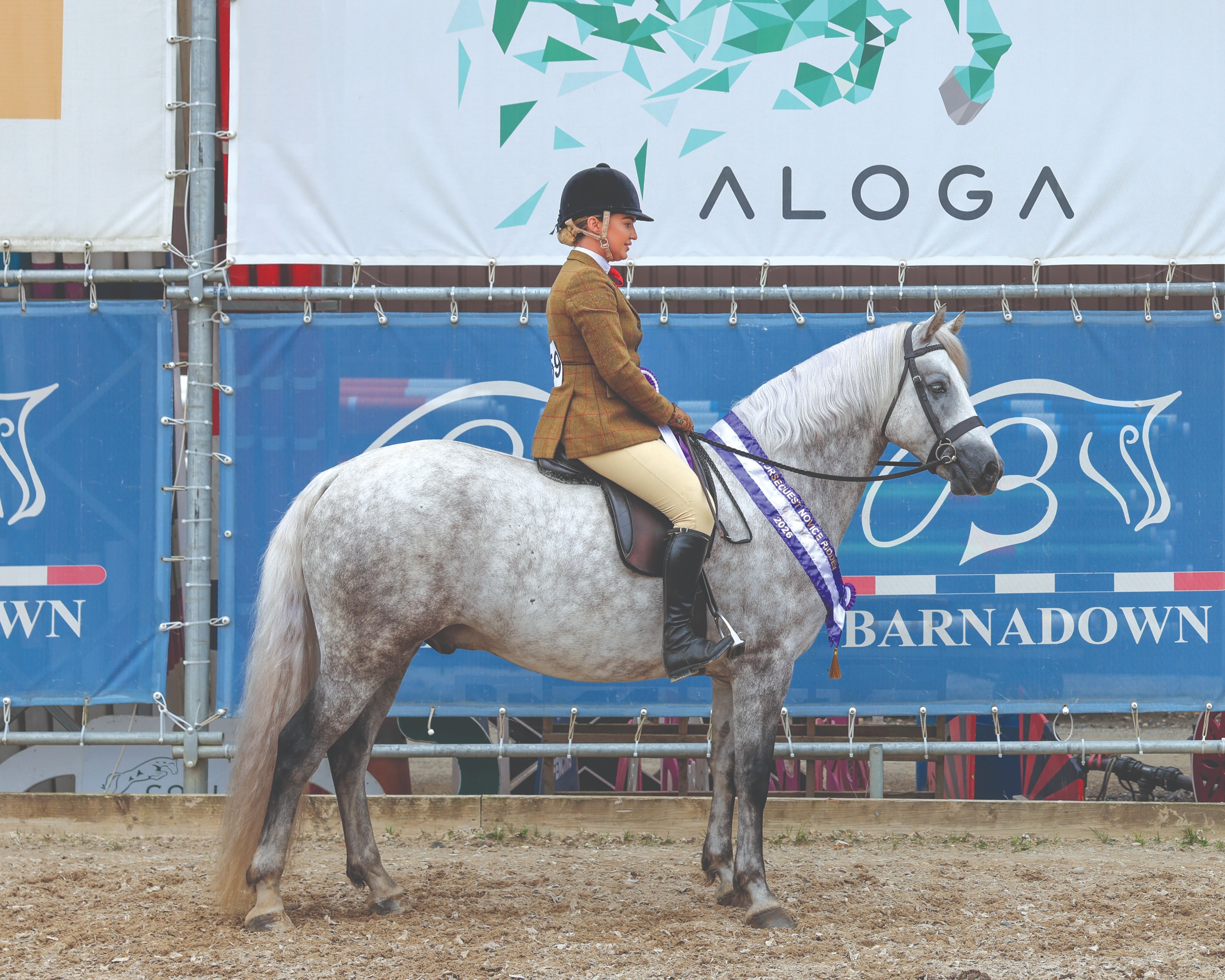Dapple grey Connemara Ballylee Lemon is stood in front of a blue banner with his rider. He is wearing a purple and white sash after he is champion at the Connemara Pony World Search for a Star.