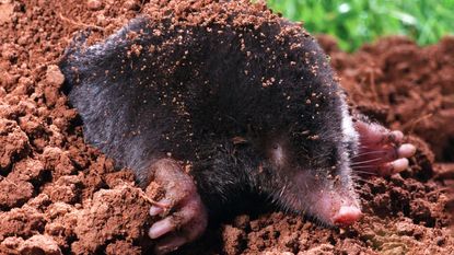 Mole Hills in garden