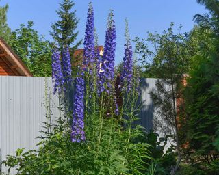 Flowering bush of blue-purple delphinium in the interior of the garden and green trees against the blue sky