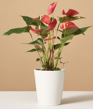 flowering red anthurium in a white pot