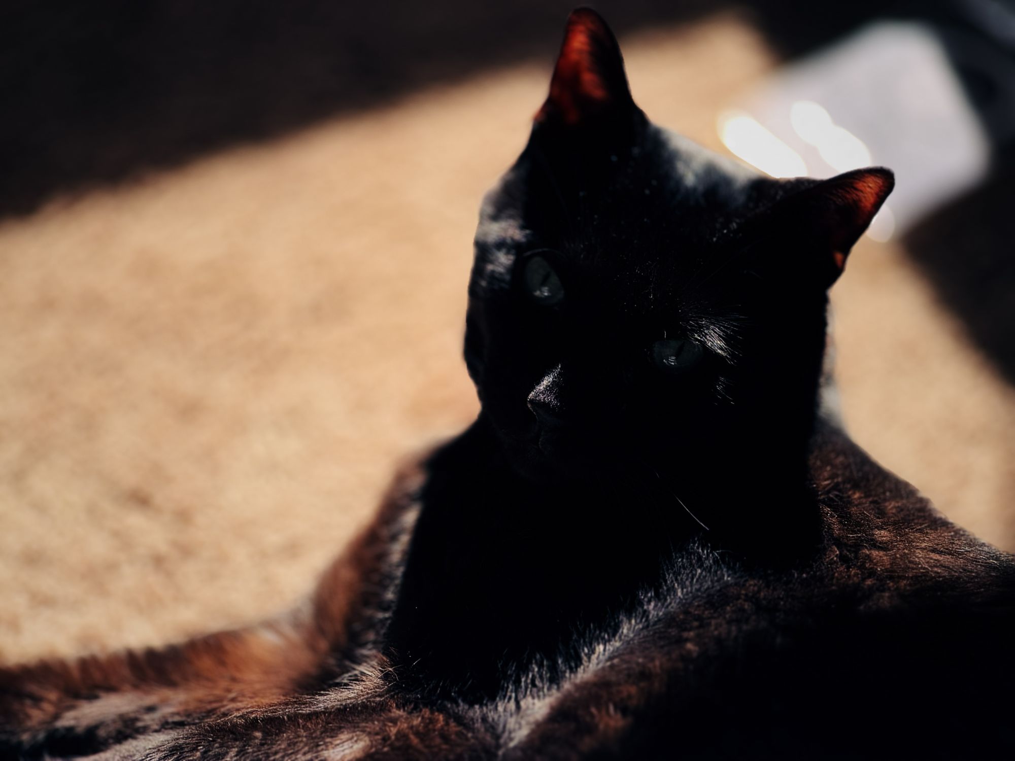 Leica LUX app camera sample.