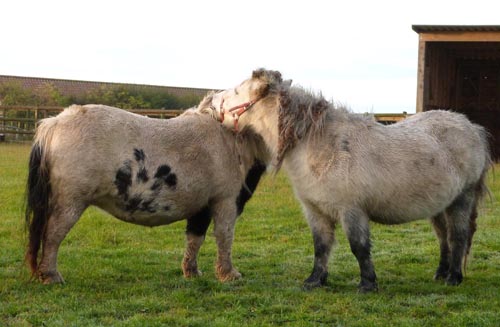 shetlands-grooming.jpeg