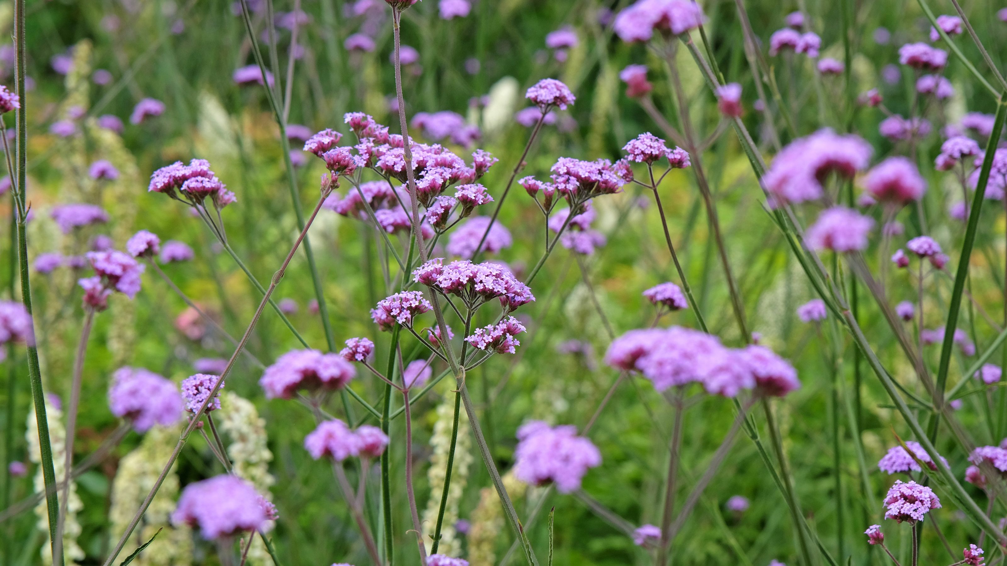 Flowering Verbena bonariensis in garden