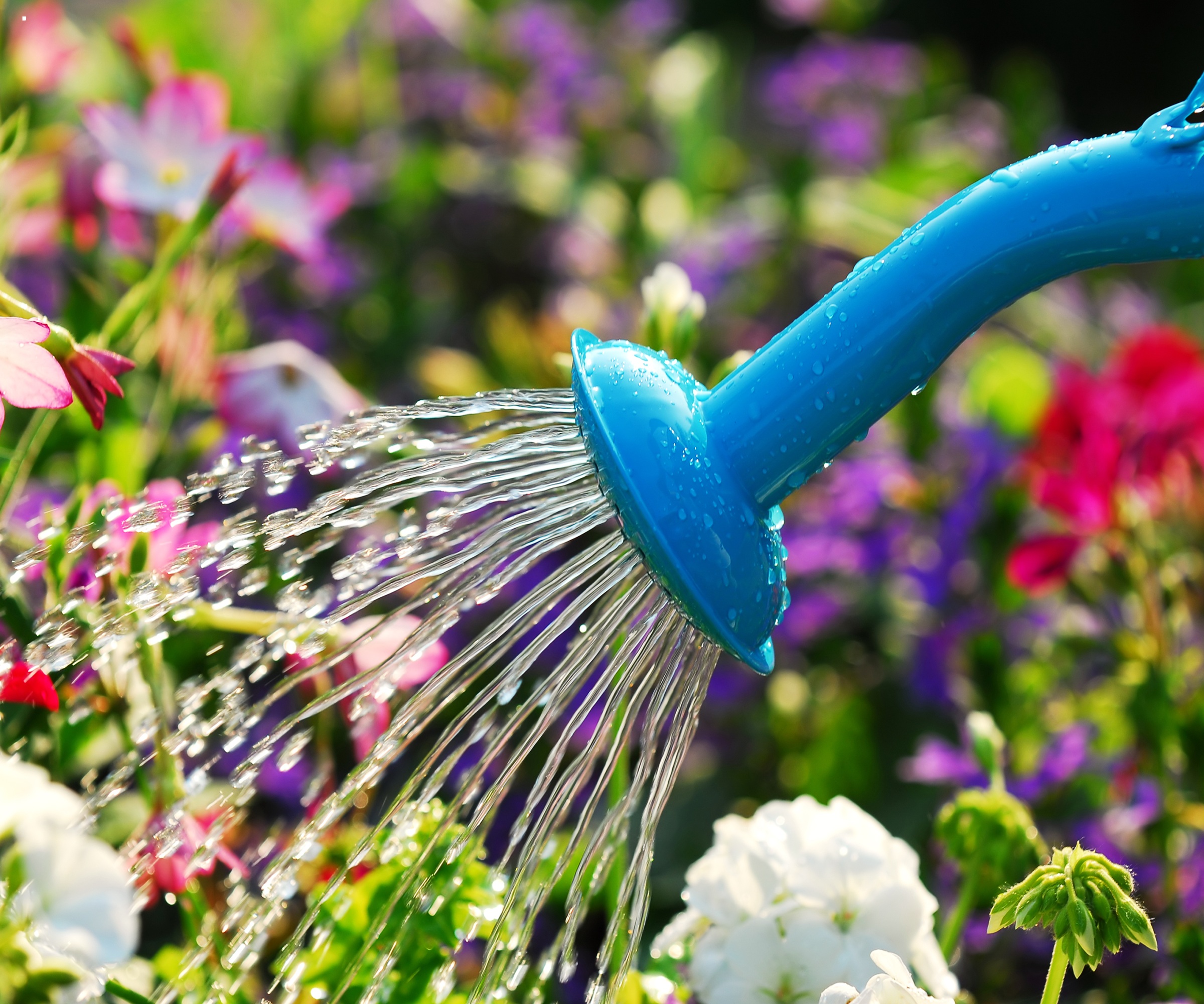 Watering flower garden with watering can