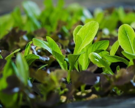 young spinach plants