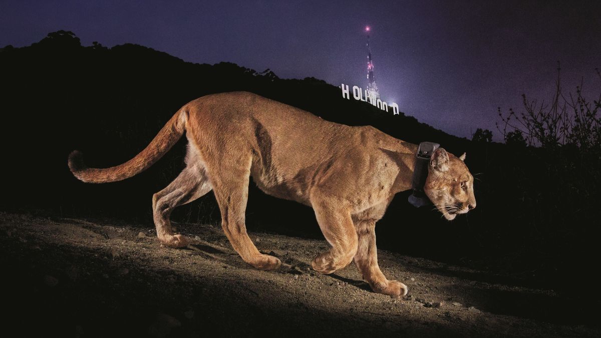 Photojournalist Steve Winter on his iconic Hollywood puma image, the illegal tiger trade and having a black panther knock on his door
