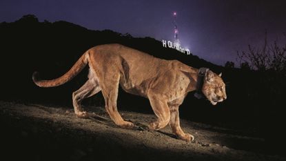 a cougar standing in front of the Hollywood sign at night