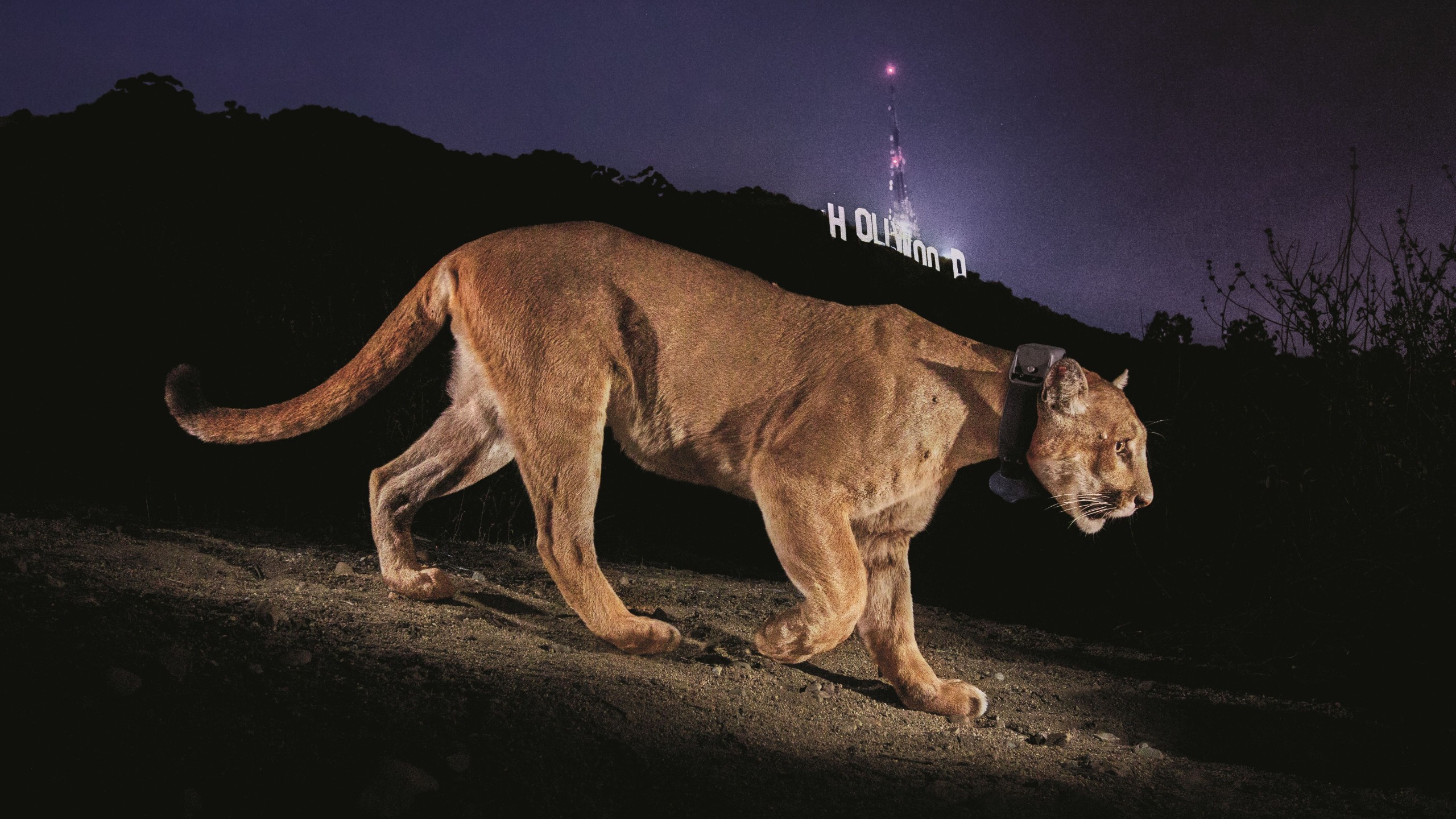 a cougar standing in front of the Hollywood sign at night