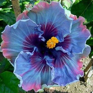 Hibiscus/ Perennial Flower Seed