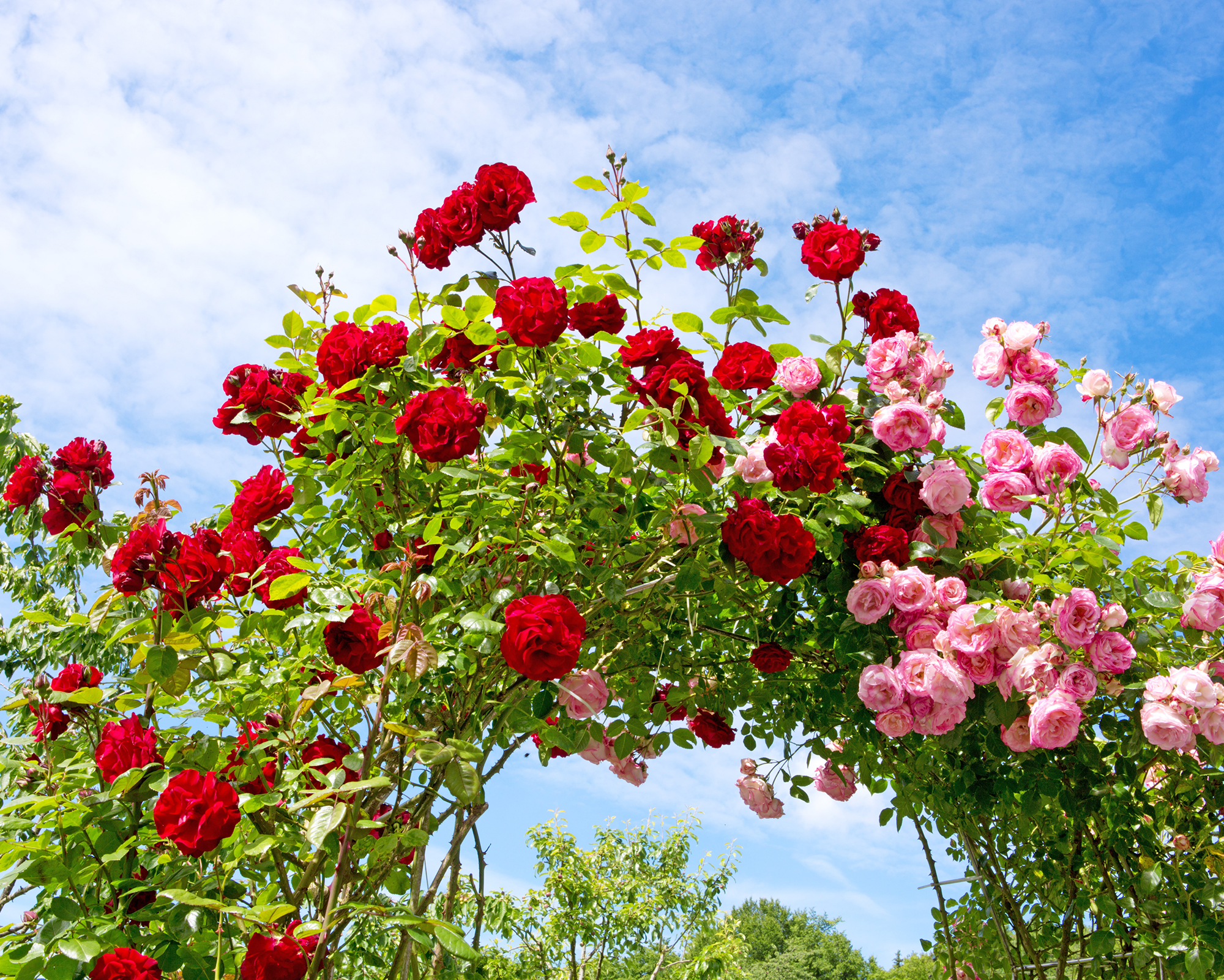 Red and pink climbing roses growing over arch