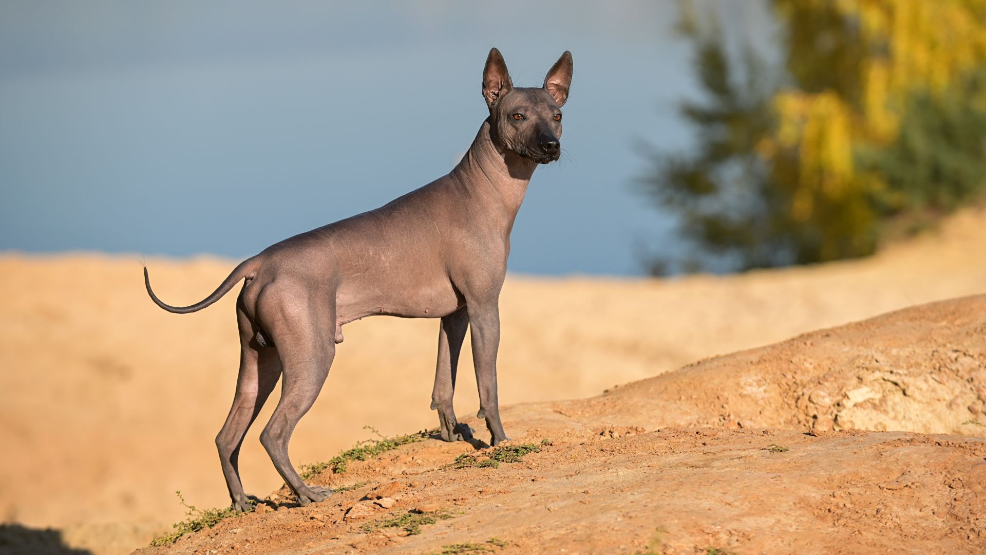 mexican hairless dog