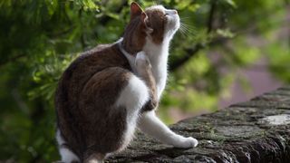 How do cats get fleas? Image of cat scratching outside