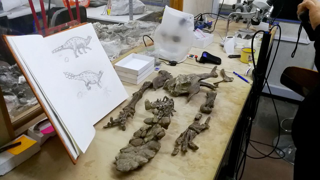Researchers examine the hips legs and tail of Stegouros elengassen.