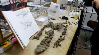 Researchers examine the hips legs and tail of Stegouros elengassen.