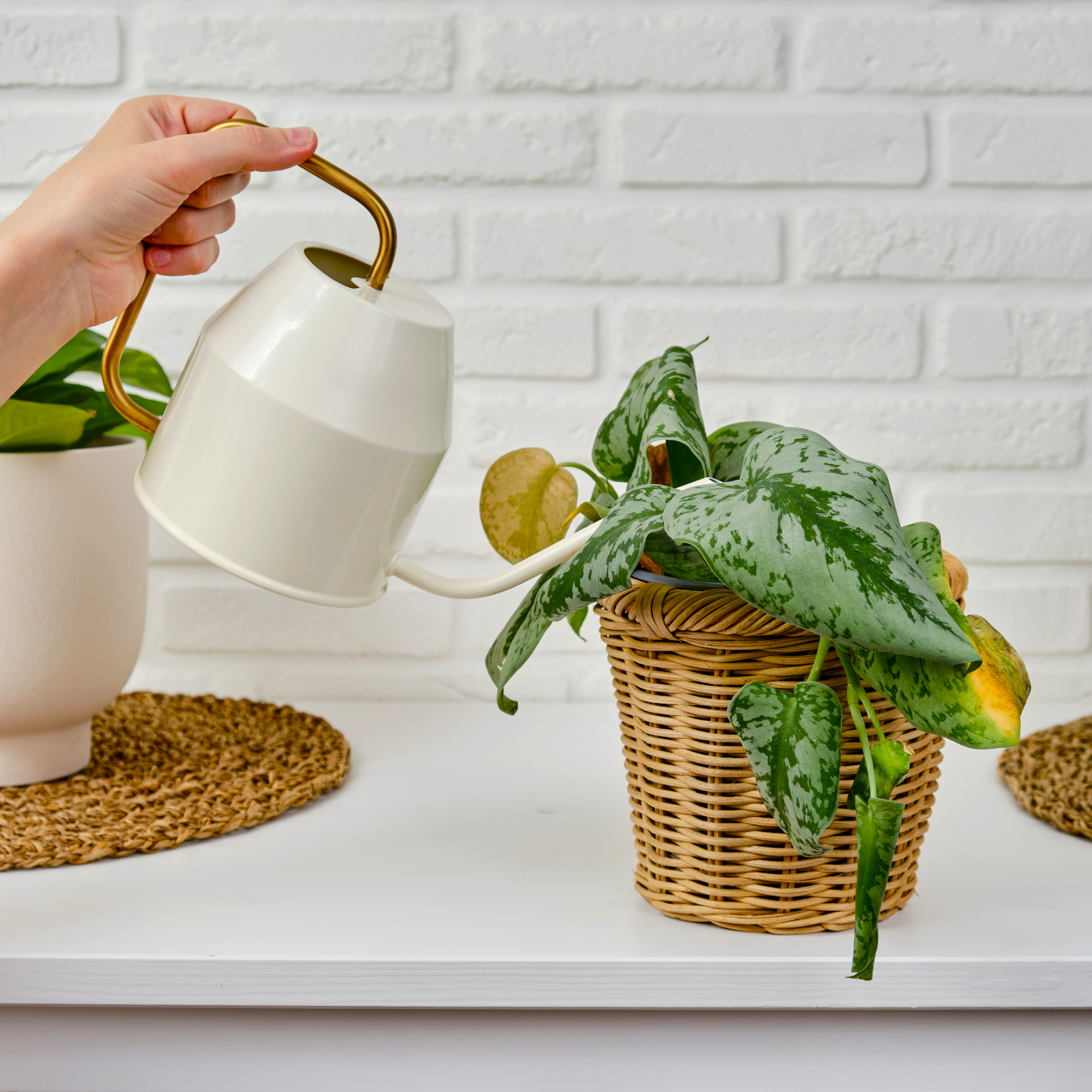 woman's hand watering sickly scindapsus plant