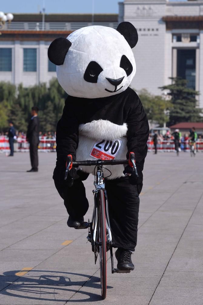 The panda got plenty of publicity this week