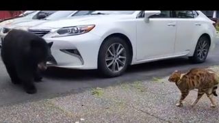 Cat chases bear from owners driveway