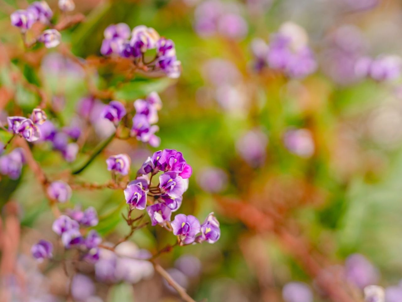 Magenta Colored Flowering Coral Pea Plant