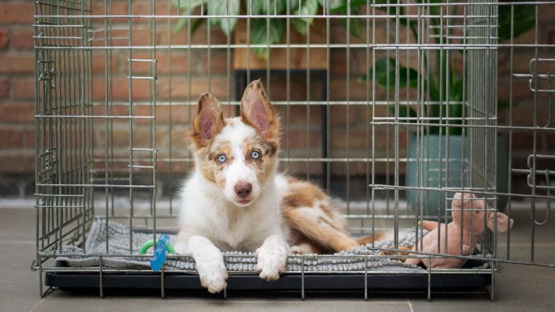 How to stop a dog from barking in their crate | PetsRadar