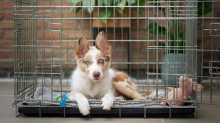 Australian Shepherd puppy in a crate