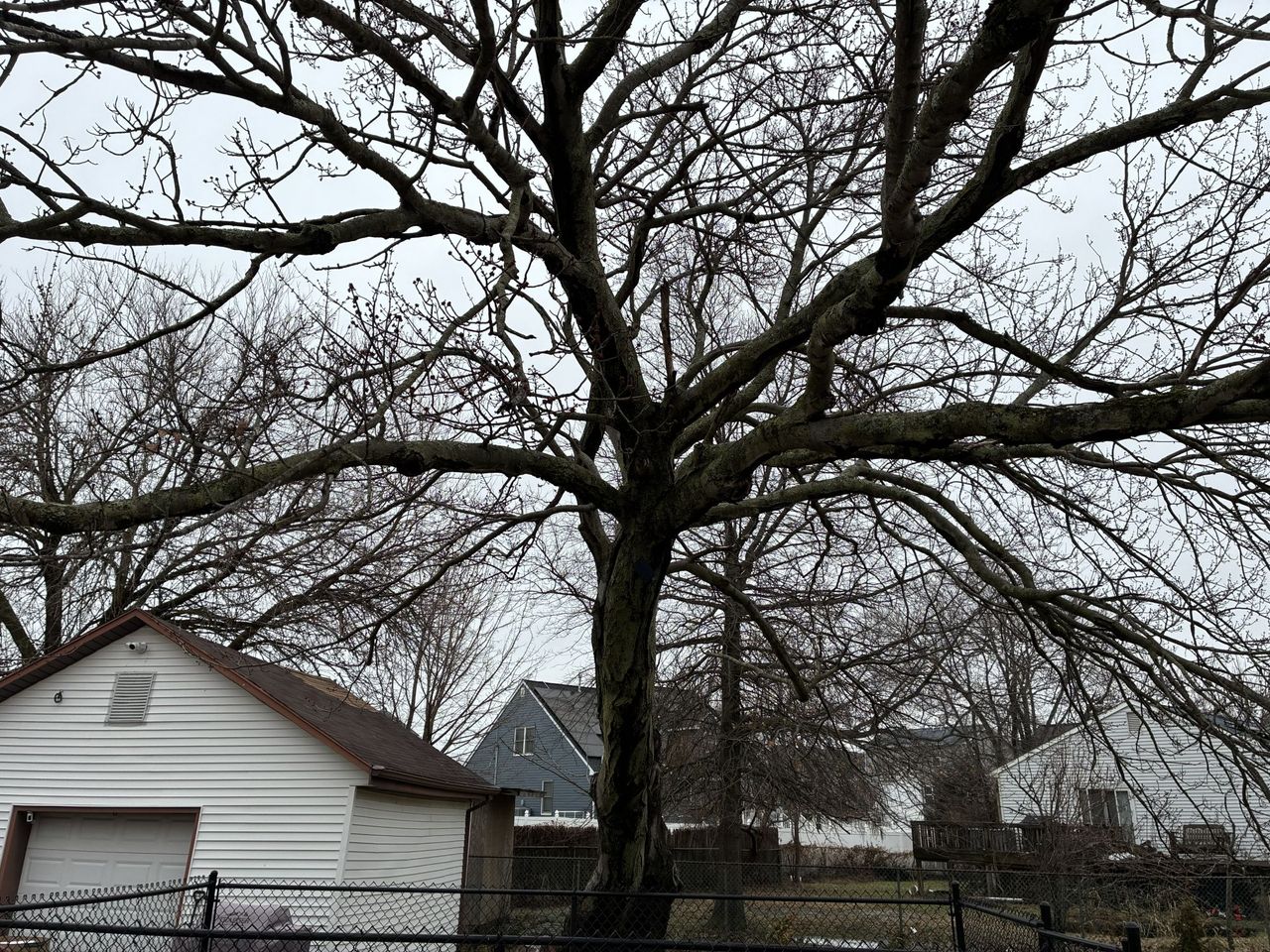 Apple iPhone 17e camera sample.