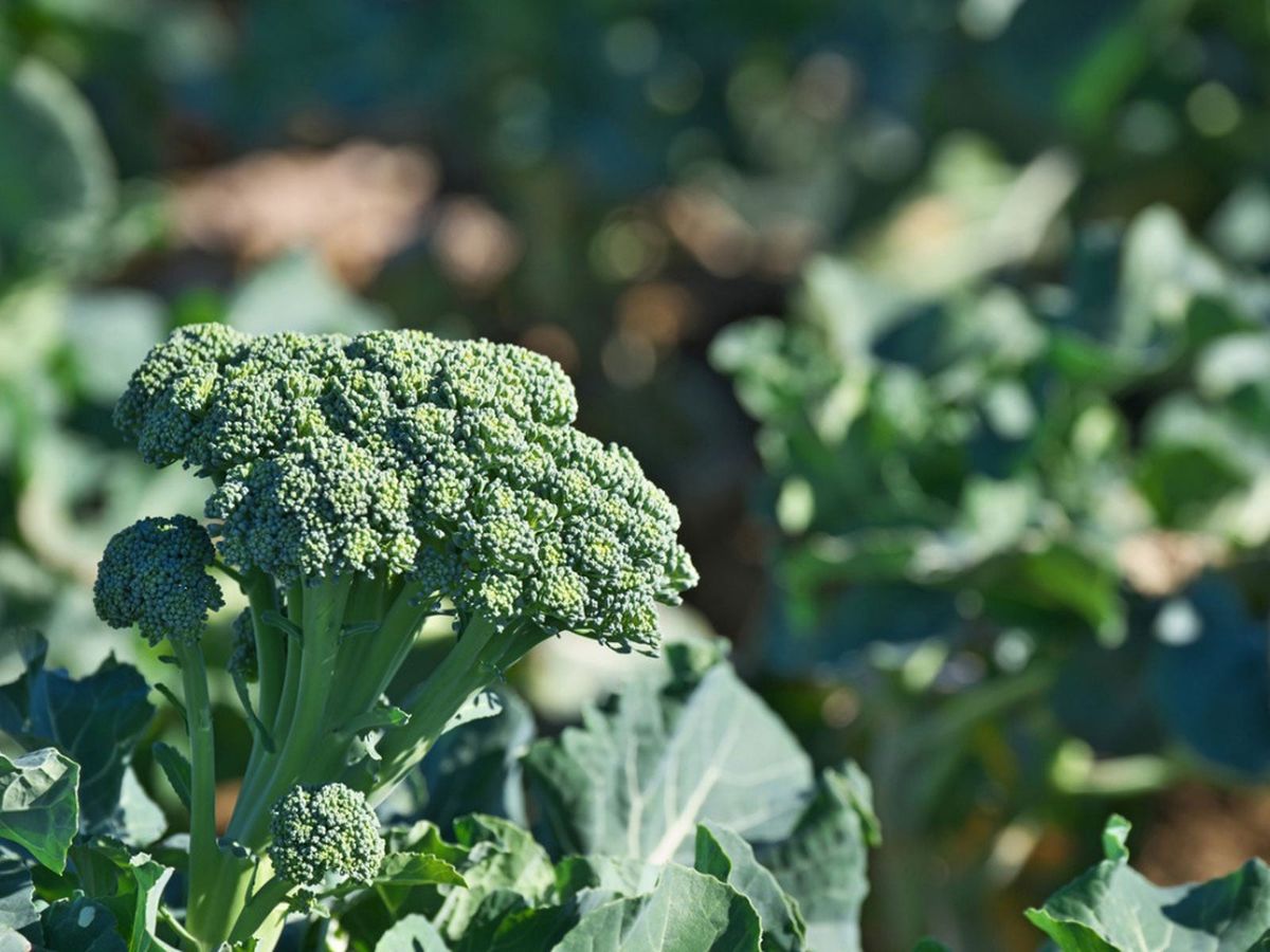 Side Shoots On Broccoli Plants Harvesting Broccoli Side Shoots