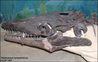 Mosasaur Skull Platecarpus