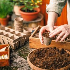 Gardener fills pots with seed starting mix