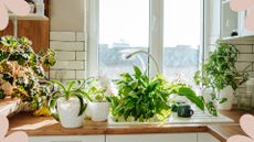picture of houseplants sat on the kitchen counter in the sun