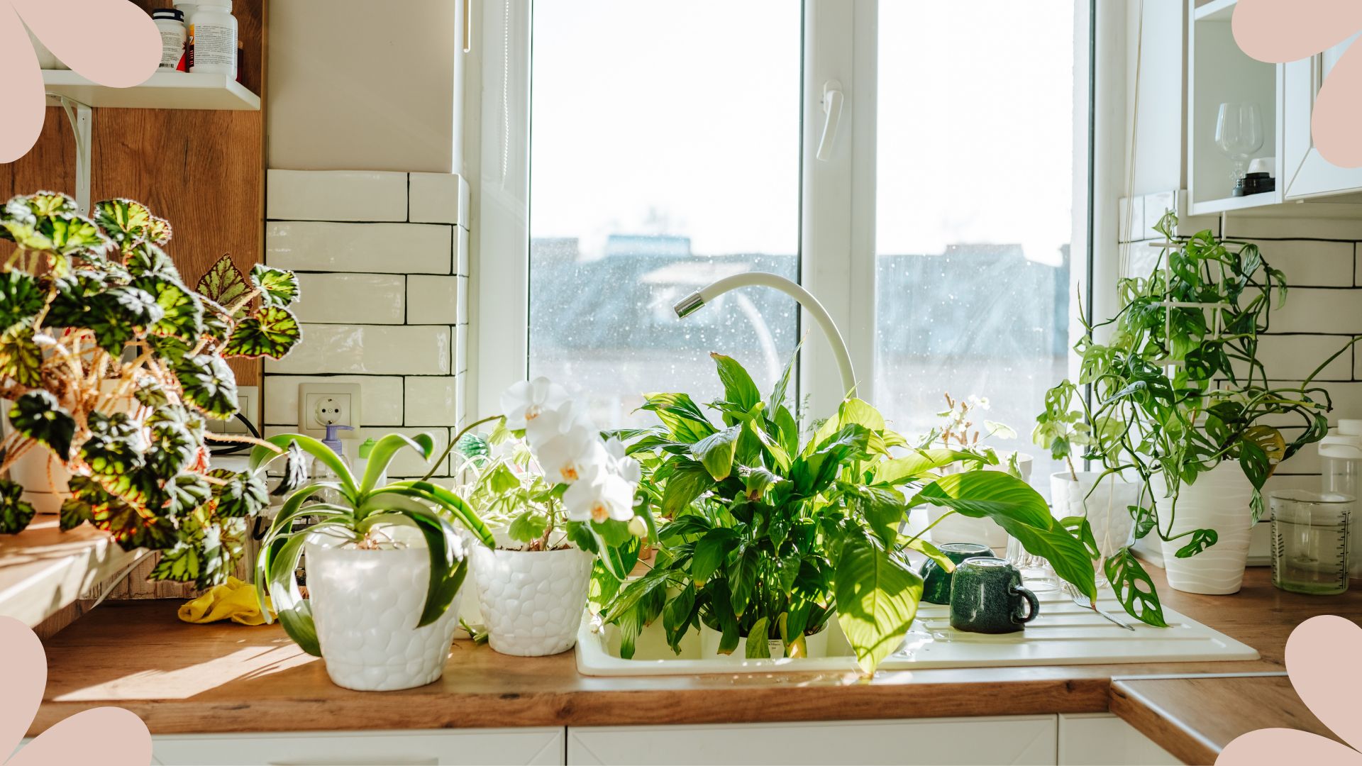picture of houseplants sat on the kitchen counter in the sun