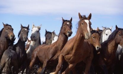 Up until 2007, 100,000 horses a year were slaughtered in the U.S, but now the task is outsourced to Mexico.