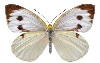 Large white butterfly, also called Cabbage Butterfly