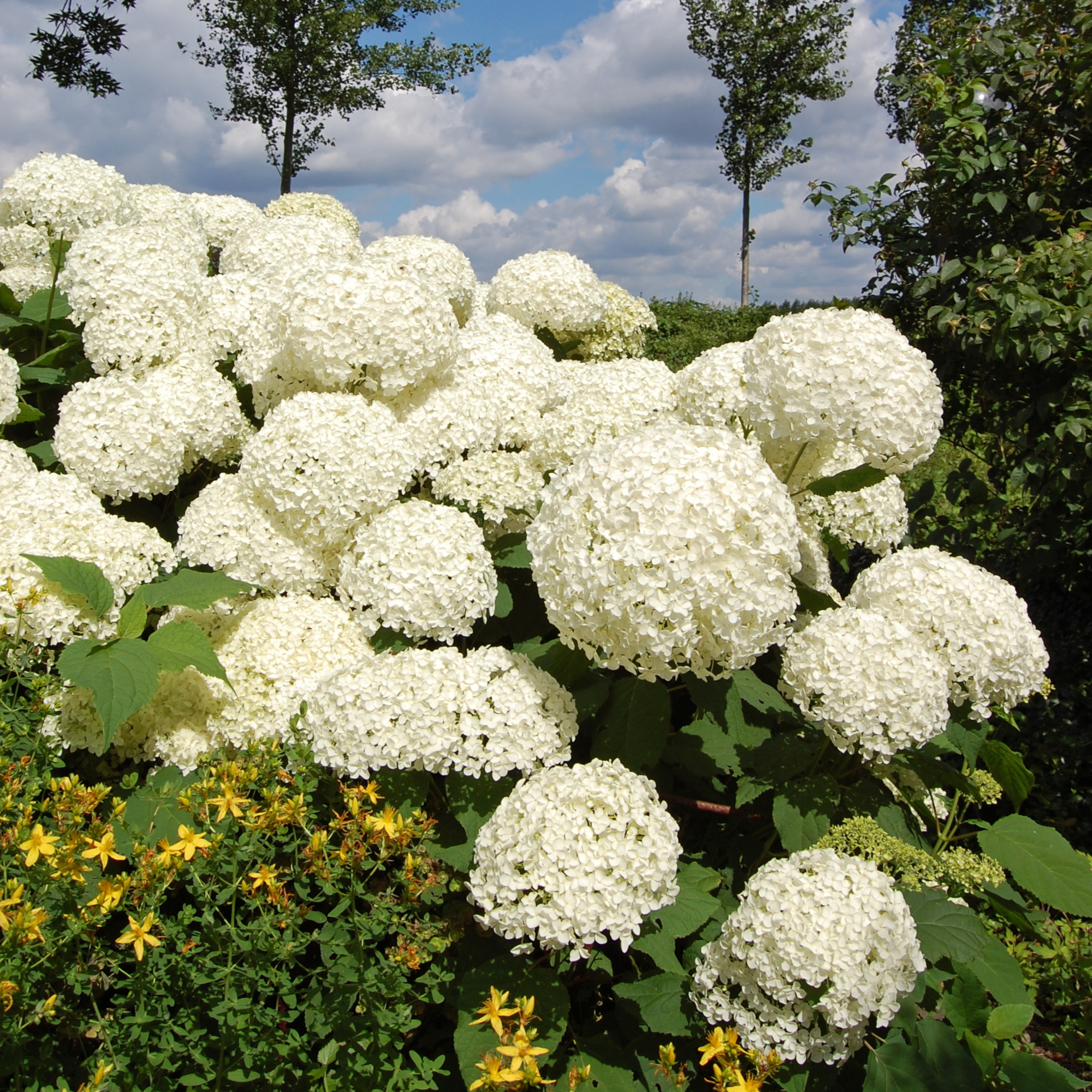 Hydrangea arborescens Annabelle by brytta - GettyImages-115976080