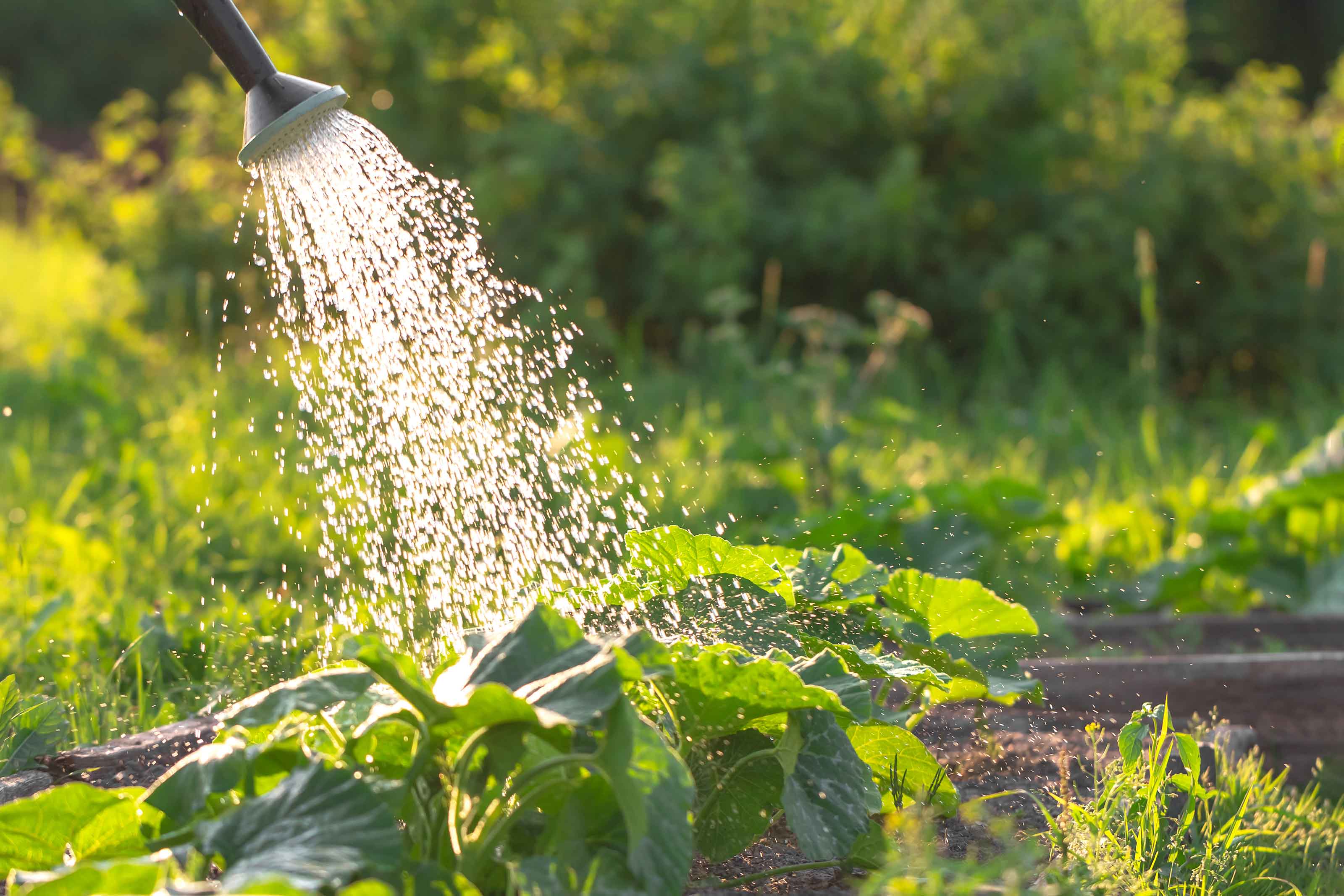 watering raised garden bed ideas