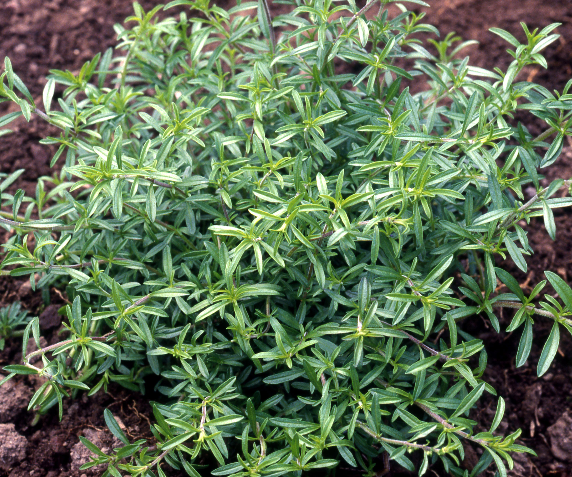 winter savory shrub growing in garden
