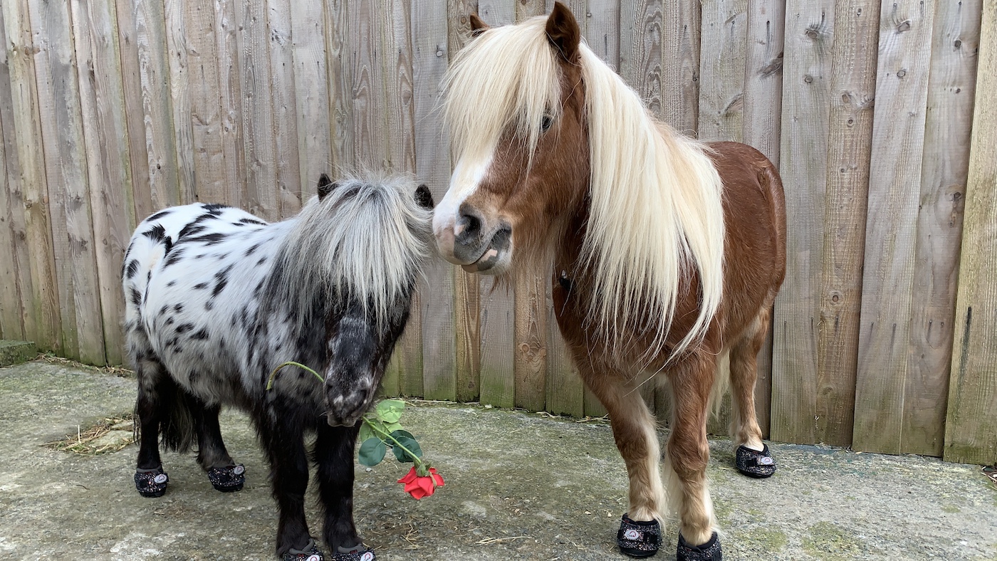 Albert-and-Pricilla.jpeg