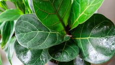 A closeup of a fiddle leaf fig houseplant