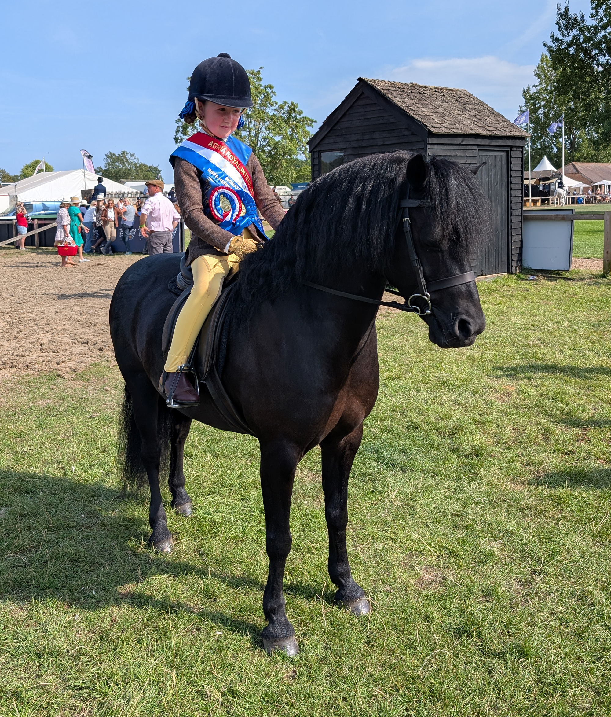 A black Dartmoor pony with a child rider who is wearing a tricolour champion's sash and rosette