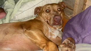Florida couple wakes up with dog in bed that isn't theirs