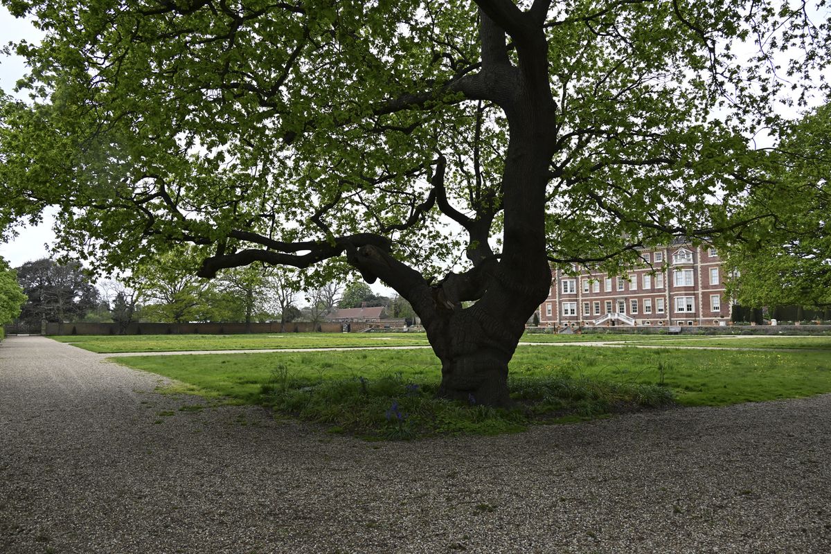 Large tree in front of historic building