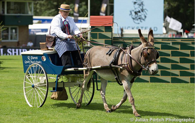 Not your average equine athlete