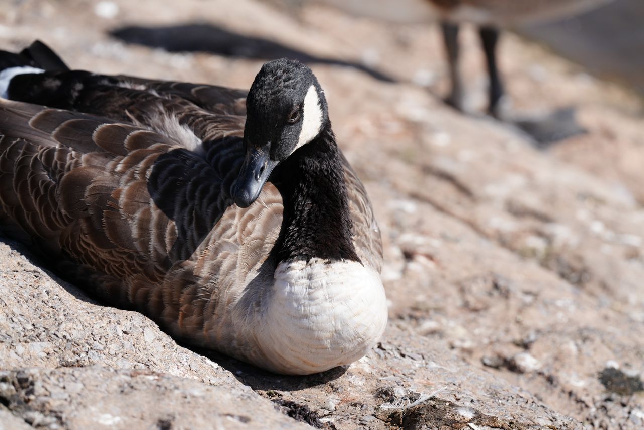 Sony FE 400mm f/4.5 GM OSS sample image