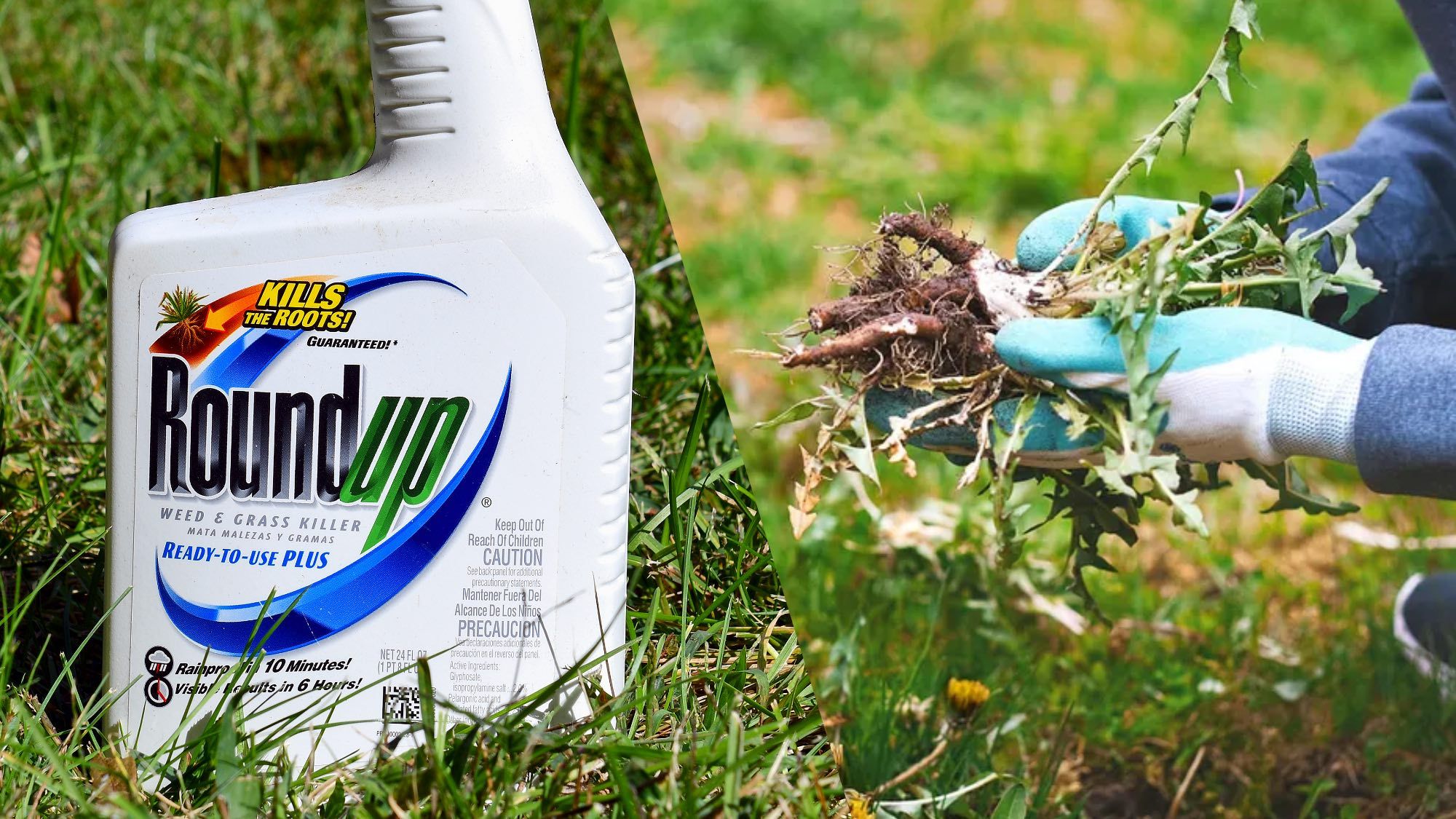  Roundup lawsuit hits Supreme Court — but here are 6 glyphosate alternatives to protect your yard without toxic chemicals 