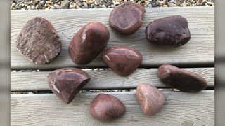 Smooth, pink quartzite "stomach stones" known as gastroliths that researchers found in the Morrison Formation of Wyoming.