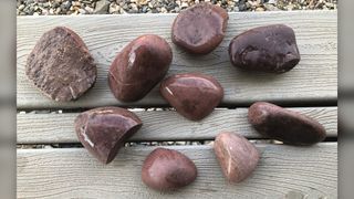 Smooth, pink quartzite gastroliths that researchers found in the Morrison Formation in Wyoming.