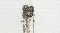 Ceropegia woodii hanging plant