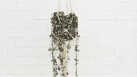 Ceropegia woodii hanging plant